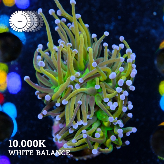 AKS MİLİ R50 R52 R53 SOL